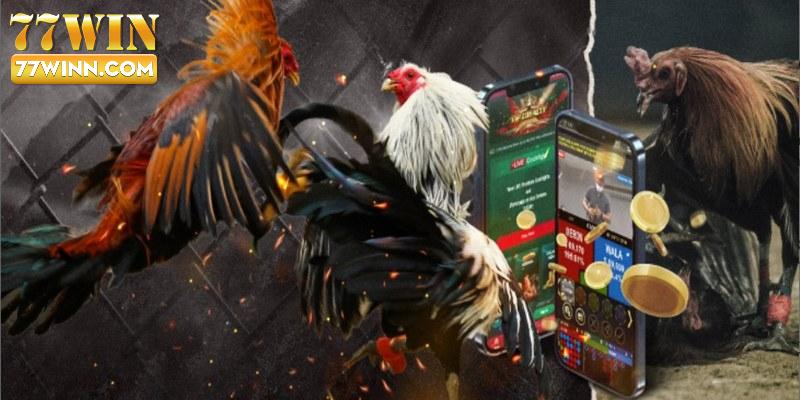 Đá Gà Trực Tiếp C4 Đặt Cược Hấp Dẫn Tại Sảnh Sv 388 Luôn đồng hành trên mỗi bước chân của bạn tại sảnh cá cược 77WIN