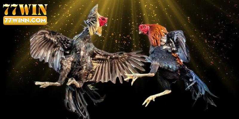 Đá Gà Trực Tiếp C4 Đặt Cược Hấp Dẫn Tại Sảnh Sv 388 Nghiên cứu chiến kê trước khi tham gia cá cược là cực kỳ quan trọng