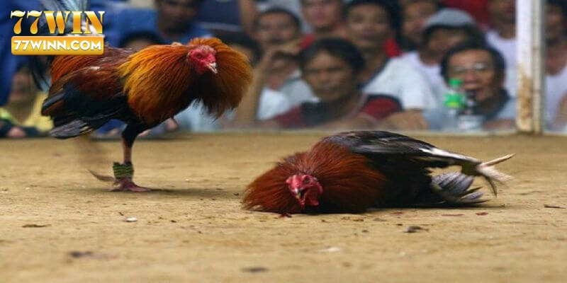 Đá Gà C1 Là Gì? Các Lưu Ý Cần Biết Khi Tham Gia Đá Gà C1 Cần phải lưu ý điều gì khi mang kê chiến đá C1?