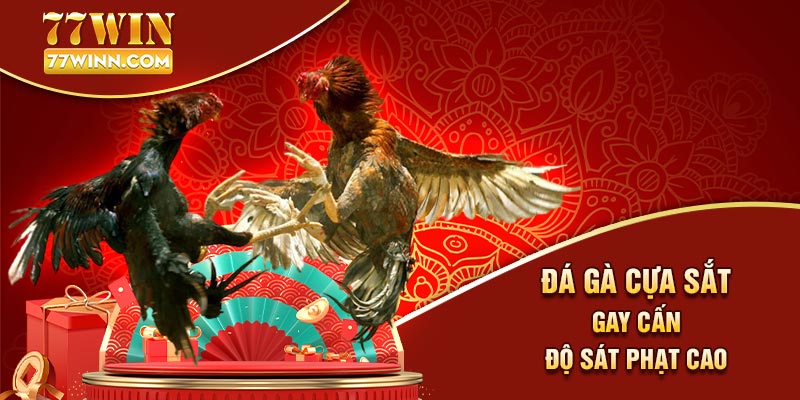 Đá Gà Cựa Sắt: Loại Hình Chọi Gà Được Yêu Thích Nhất 2024 Đá gà cựa sắt gay cấn, độ sát phạt cao